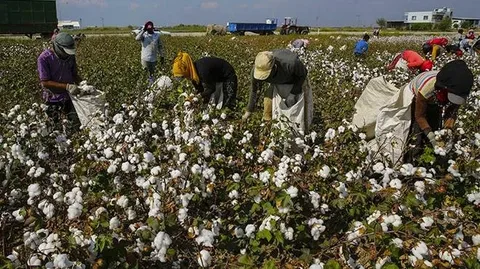 ” مزادات طويل التيلة”.. سعر قنطار القطن اليوم الخميس 31-10-2024.. بالوجه القبلى والبحرى