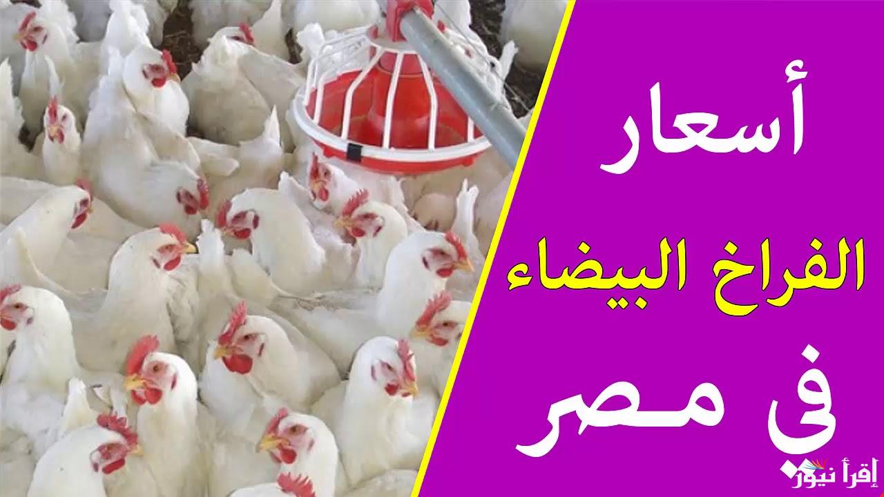 كيلو الفراخ بقى بكام؟ .. بورصة الدواجن اليوم أسعار الفراخ البيضاء الثلاثاء الموافق 29 أكتوبر 2024 بالتحديثات الأخيرة