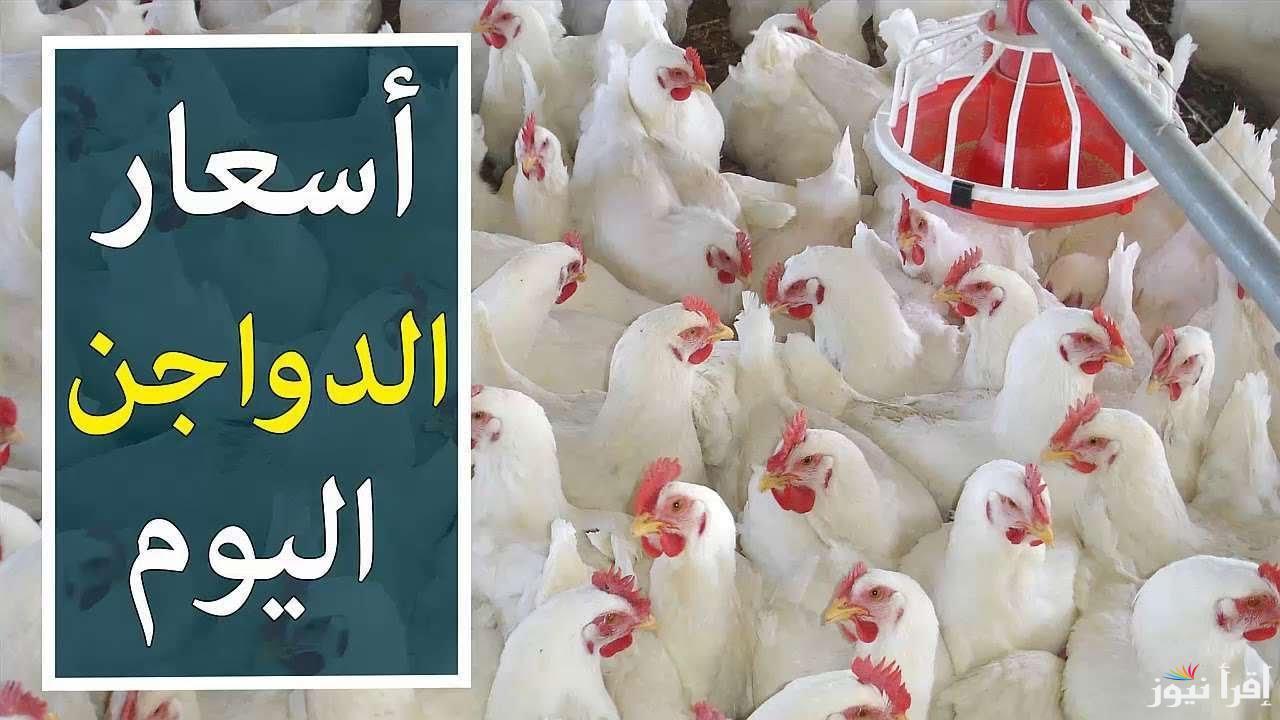 اسعار بورصة الدواجن الفراخ البيضاء اليوم الاربعاء 2024/10/30 للمستهلك في المحلات التجارية