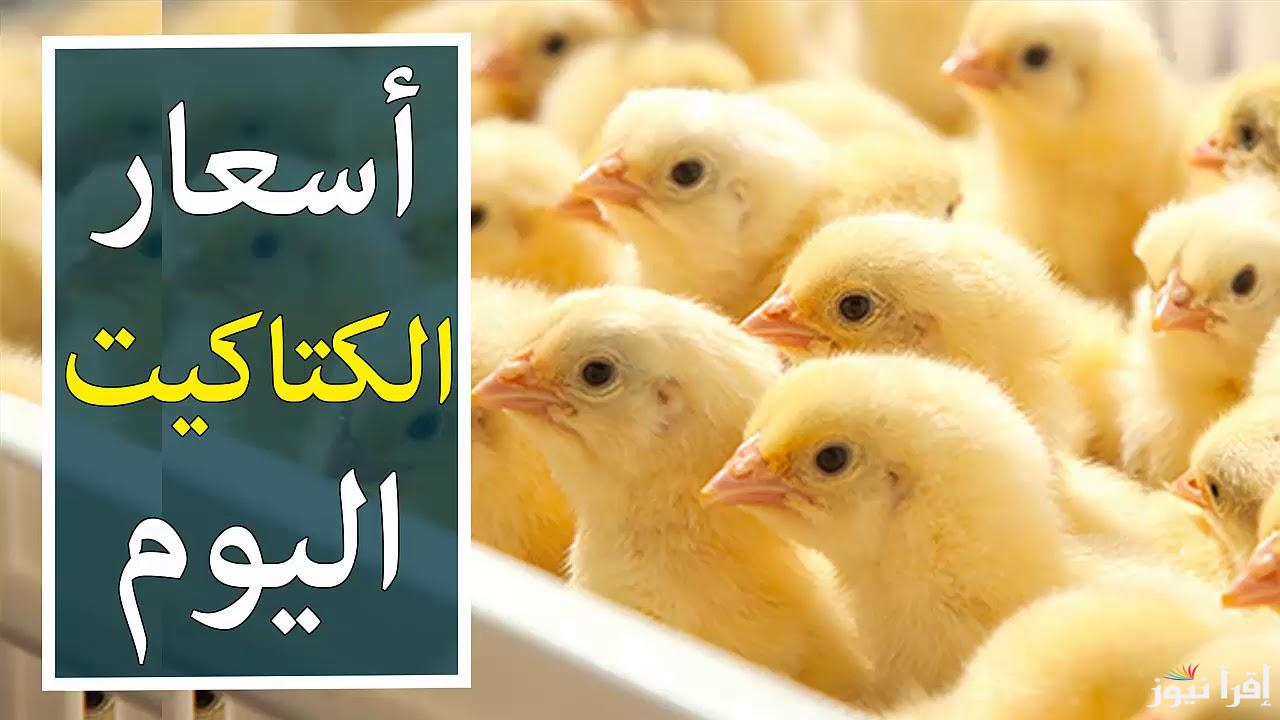 تراجع سعر الكتكوت الأبيض اليوم الثلاثاء الموافق 29 أكتوبر 2024 في بورصة الدواجن وجميع الشركات