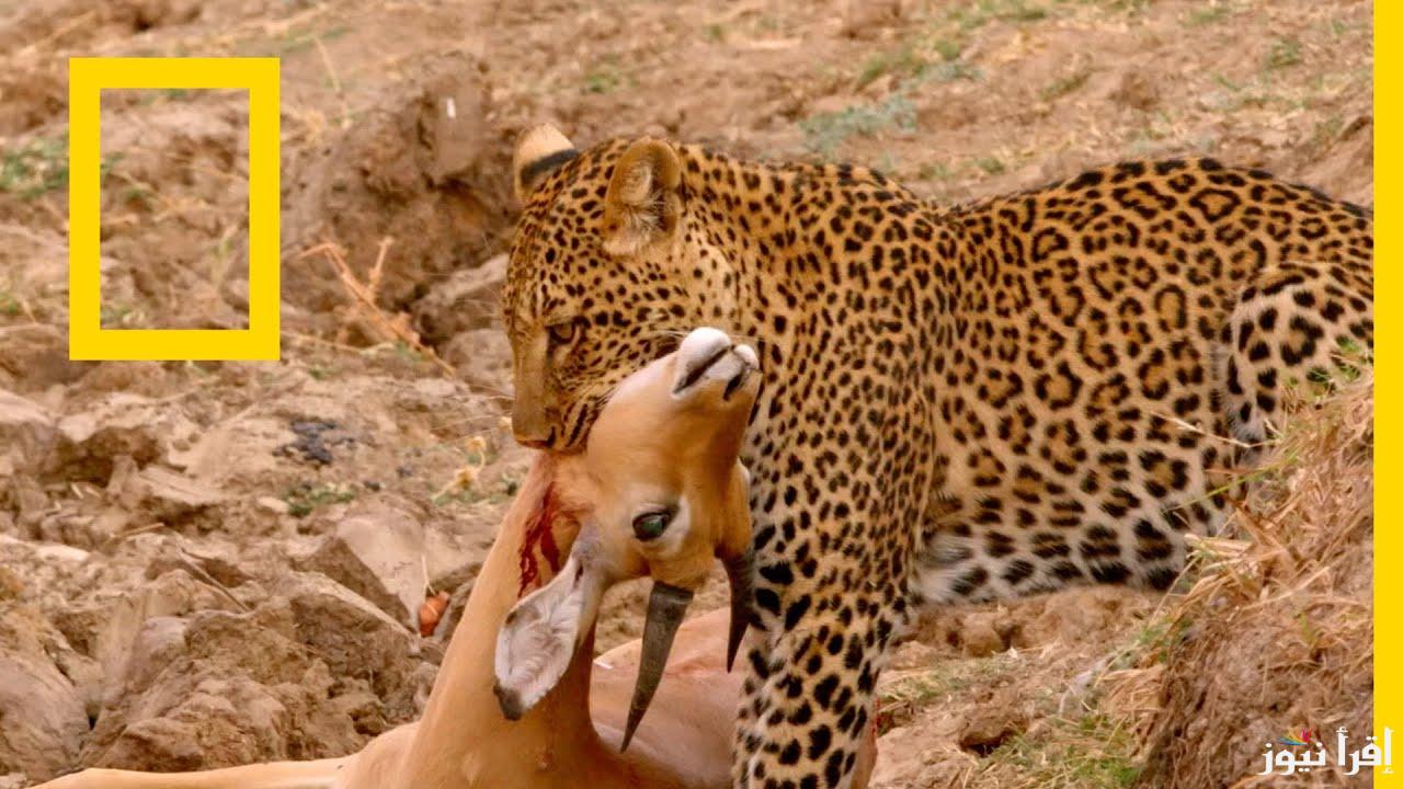 جولة حول العالم.. تردد قناة ناشيونال جيوغرافيك نايل سات بجودة صوت وصورة