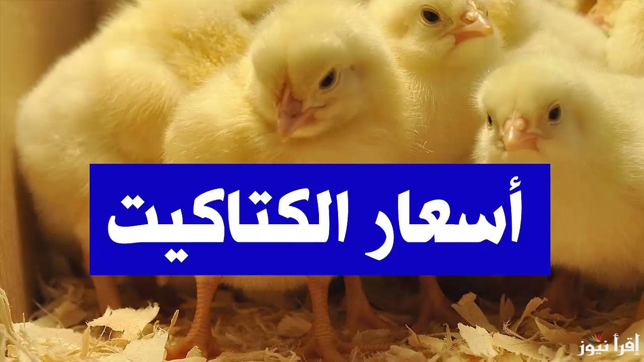 “ابيض وبلدي” سعر الكتكوت الابيض اليوم الاثنين 28/10/2024 بالبورصة والسعر للمستهلك بالمنافذ التجارية