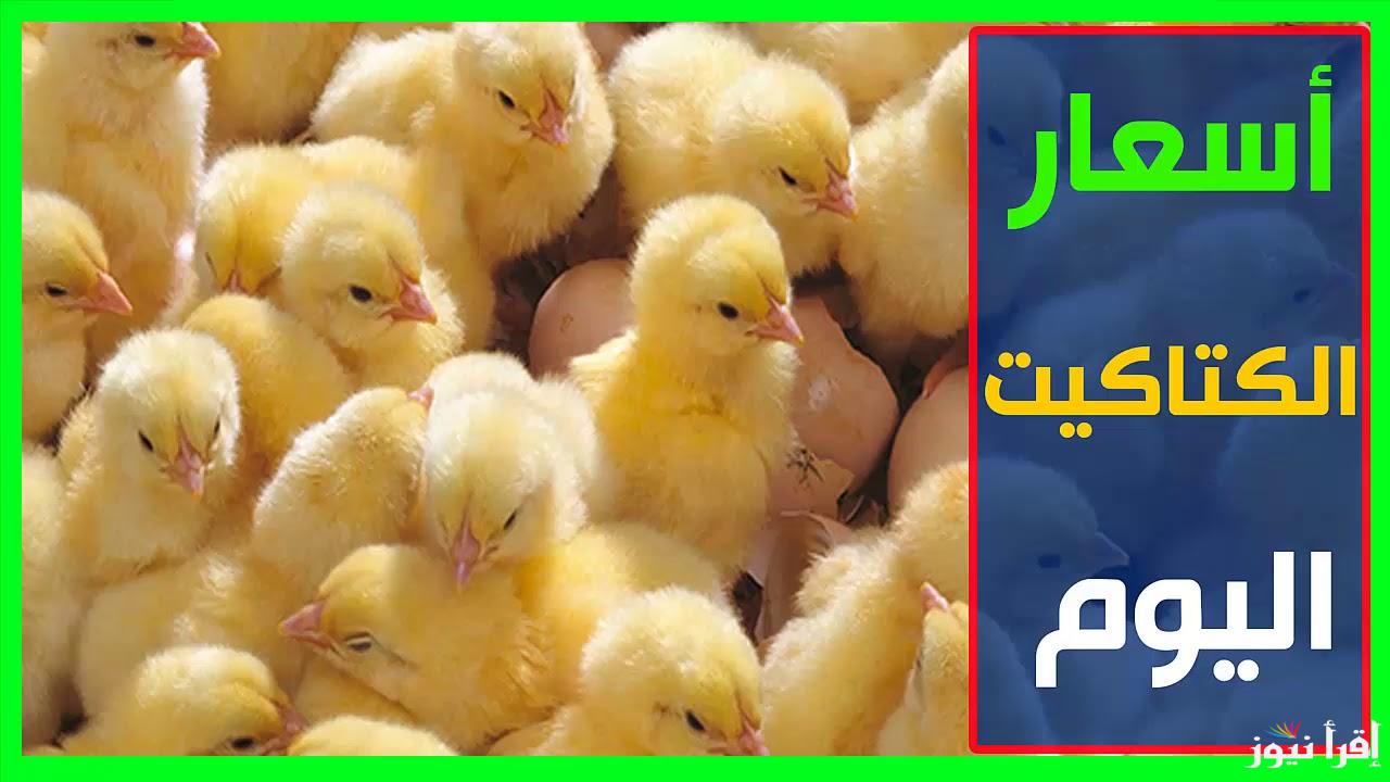 “الكتكوت وصل كام؟” .. كم سعر الكتكوت الأبيض اليوم؟ أسعار الكتاكيت اليوم الأحد الموافق 3 نوفمبر 2024 في بورصة الدواجن والشركات