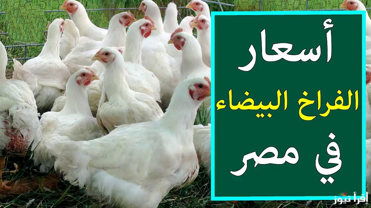 تحديث لحظى.. بورصة الدواجن اليوم أسعار الفراخ البيضاء الأحد 3-11-2024 وأسعار البط والكتاكيت