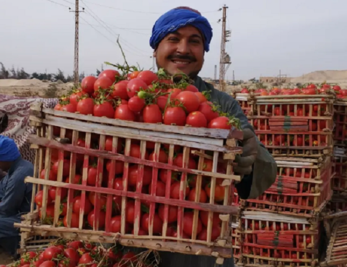 اسعار الطماطم اليوم الاحد الموافق 2024/11/3 للمستهلك في الاسواق