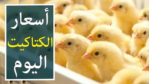 سعر الكتكوت الابيض اليوم 🐥 الاثنين 4 نوفمبر 2024 بالبورصة والسعر للمستهلك في المحلات التجارية